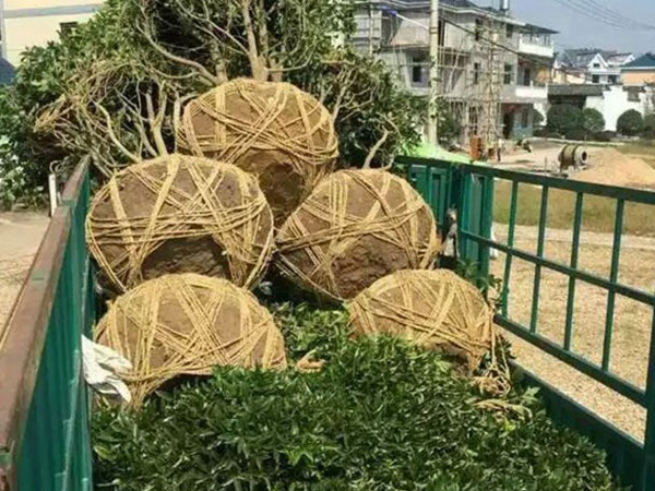 园林树苗运输案例