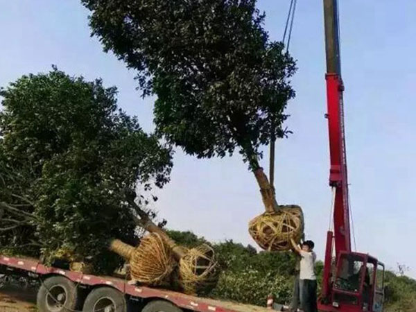 园林树苗运输案例